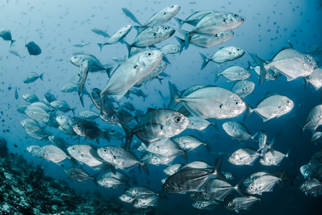 Global Fish Farm Operations in Norway