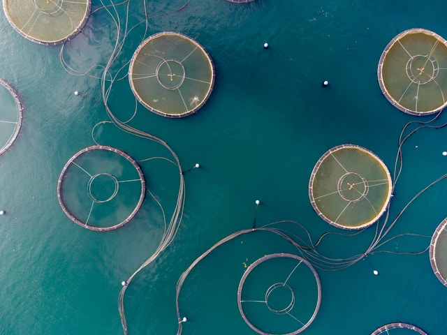 Sustainable Salmon Farming Technology