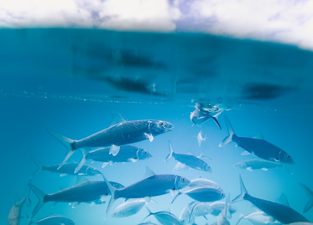PluralFish Industrial Aquaculture Facility
